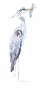 Heron-cendre-poissoncontour-fondufond-blanc