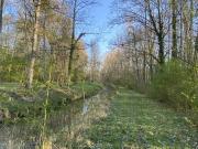 végétation au bord de la bionne 3